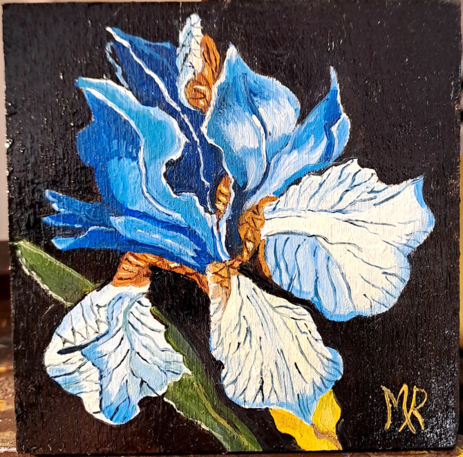 Iris azzurro
