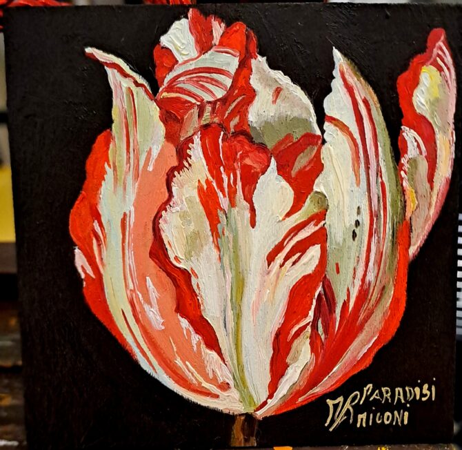 Tulipano Biancorosso